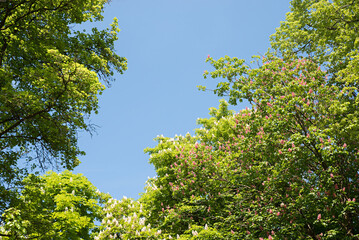 tree crowns of chestnut trees with blossoms at springtime