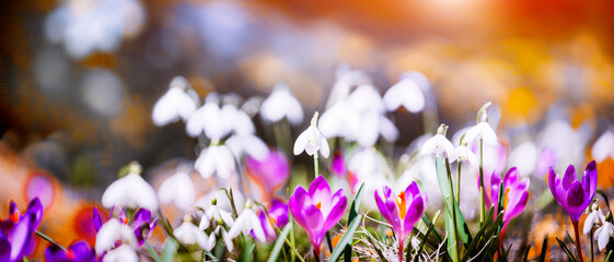 blossoming spring flowers, fantastic macro photo of crocuses (Saffron) on the meadow	