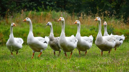 Flock of white domestic geese on the pasture. Big white goose in meadow. Domestic geese on the green lawn