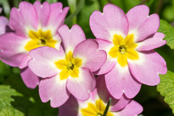 Pink wild primroses (primula vulgaris) flowers in bloom