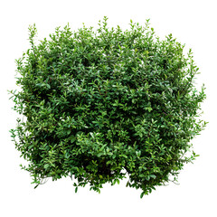 Shrubbery, transparent background, isolated image, generative AI