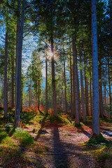 Sunlight and shadows in the forest on a winter day