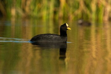 White winged coot in a Pampas Lagoon environment, La Pampa, Argentina