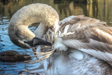 A young Mute Swan (Cygnus olor) suffering from Angel Wing Syndrome caused by feeding birds with bread - human impact on the environment and wildlife, waterfowl disease