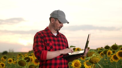 man farmer working laptop sunset sunflower field, business farmer, digital laptop, agriculture...