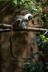 Tamarin monkey pinches on a branch.