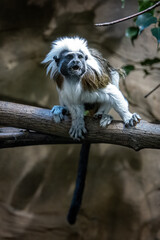 Tamarin monkey pinches on a branch.