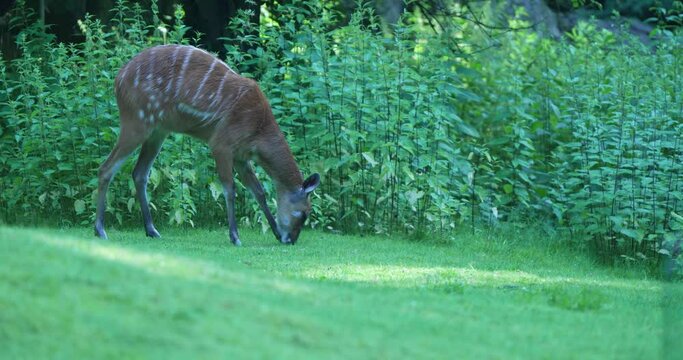An adult female sitatunga is grazing in the forest. The reddish- brown antelope has white stripes and spots on its coat. It is standing on a lush green lawn and surrounded by dense vegetation. The