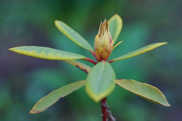 The revival of nature; close-up photo of a rhododendron bud on a branch with leaves