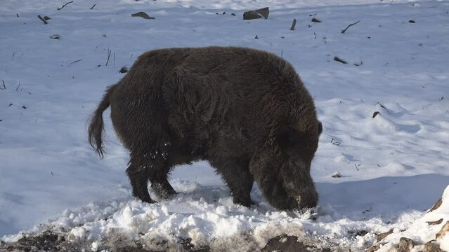 Wild boar (Sus scrofa) seeking for food under the snow
