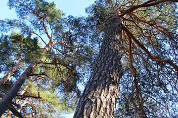 Fototapeta premium trees in the forest, tree branches on the background of the blue sky