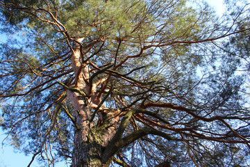 tree branches on the background of the blue sky