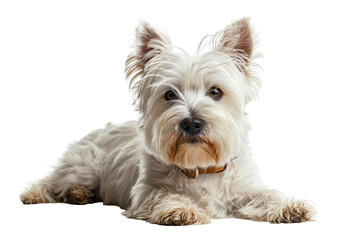 Adorable West Highland white terrier with a shiny coat, cut out - stock png.