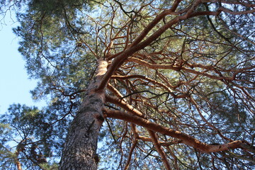 tree in the sky, branches against sky
