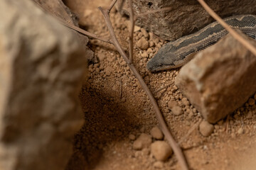 Detail of the head of a spotted boa constrictor.
