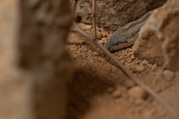Detail of the head of a spotted boa constrictor.