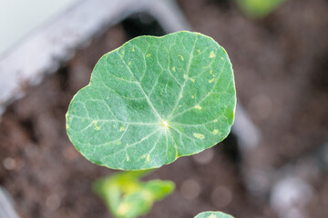 Close-up of a single green leaf with yellow speckles against a blurry background.