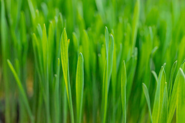 Fototapeta na wymiar Dense green wheatgrass growing, focus on the tips of the blades.