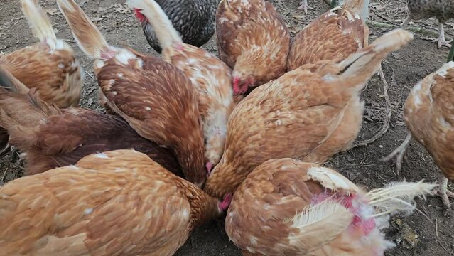 Close up of hens pecking or picking left over corn comb while animals being held in outdoor enclosure cage free raised for free range eggs. 