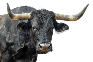 Majestic black bull with long horns, cut out - stock png.