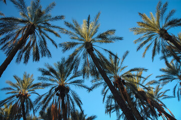 Fototapeta na wymiar Date palm plantation in Degache oasis town, Tozeur Governorate of Tunisia