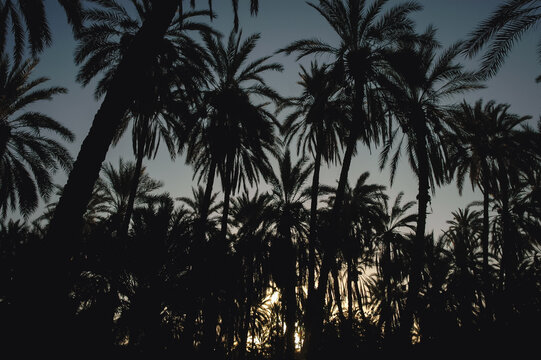 Sunrise in Date palm plantation in Degache oasis town, Tozeur Governorate of Tunisia