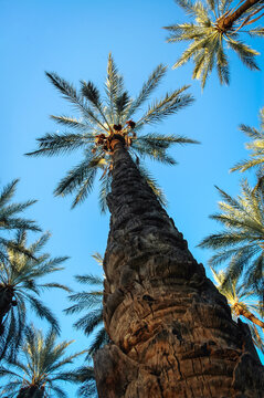 Palm on date palm plantation in Degache oasis town, Tozeur Governorate of Tunisia