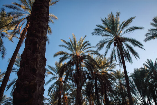 Palms on date palm plantation in Degache oasis town, Tozeur Governorate of Tunisia