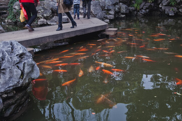 Pond with fishes in YuYuan, Garden of Happiness in Shanghai, China