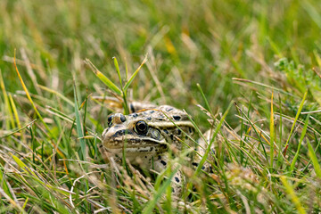 frog on grass