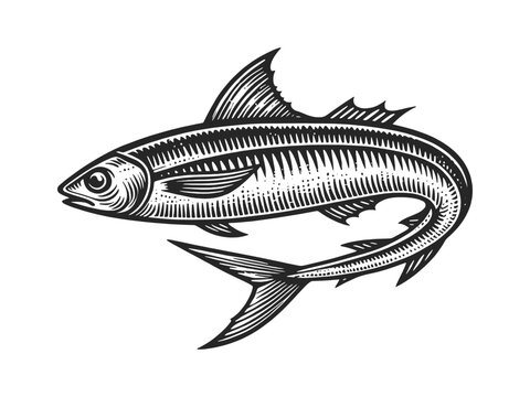anchovy mackerel fish in a vintage engraving style, suitable for food and fishing themes food sketch engraving generative ai vector illustration. Scratch board imitation. Black and white image.