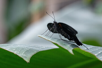 A butterfly with black upper wings and white lower wings.