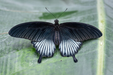 Obraz premium A butterfly with black upper wings and white lower wings.