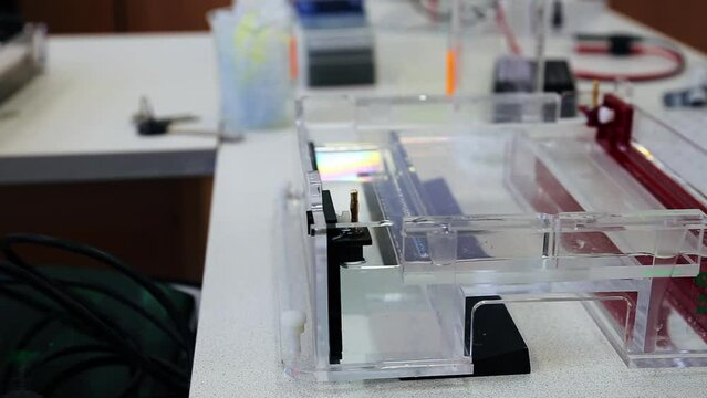 Scientist puts samples with DNA fragments into agarose gel for separation of DNA fragments for electrophoresis