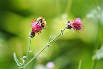 A Honey Bee Collecting Pollen from Flower