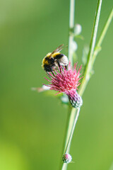 A Honey Bee Collecting Pollen from Flower