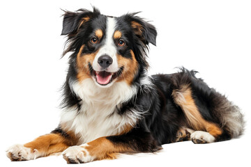 Happy Australian shepherd dog lying down with tongue out on transparent background - stock png. - obrazy, fototapety, plakaty