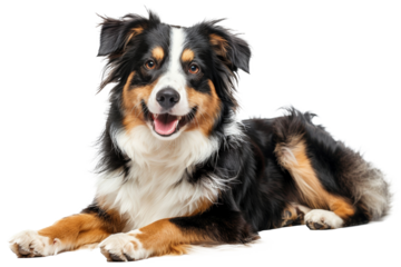 Happy Australian shepherd dog lying down with tongue out, cut out - stock png.