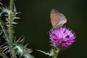 Beautiful butterfly on purple flower