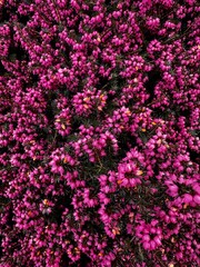 carpet of flowers in the garden in spring