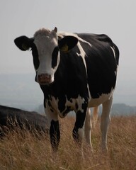One horn cow
