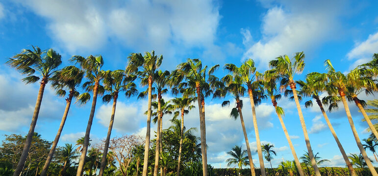 Amazing picture of palm tree's with blue sky and white floating clouds in the background. Brilliant color and hero angle.