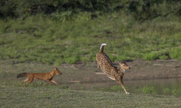 Dhole attacking a deer in an Indian Jungle!