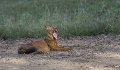 Dhole - Ferocious display of brutal weapon