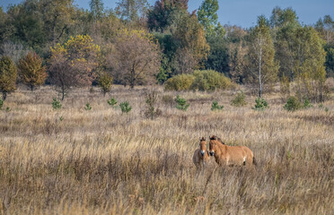 Naklejka na ściany i meble Przewalski's horses - Equus ferus przewalskii also known as Dzungarian horse in Chernobyl Exclusion Zone, Ukraine