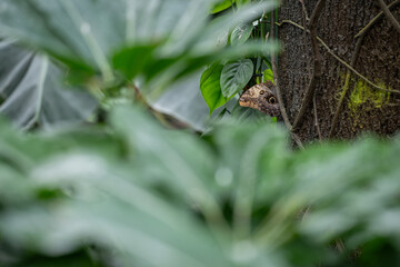 A large butterfly with closed wings and eyes.
