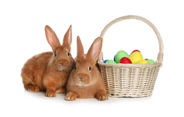 Adorable furry Easter bunnies near wicker basket with dyed eggs on white background