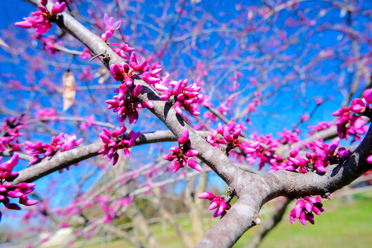 Beautiful Close Up of a Redbud blooming in the spring.