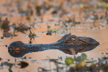 Alligator on the prowl in a pond