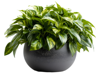 Lush variegated pothos plant in a textured black pot, cut out - stock png.